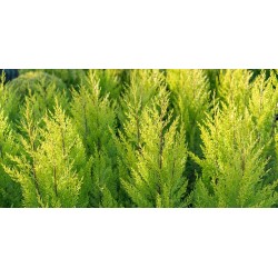 ΓΚΟΛΝΤ ΚΡΕΣΤ 9Λτ