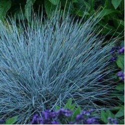 ΦΕΣΤΟΥΚΑ ΚΛΑΟΥΚΑ