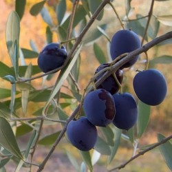 ΕΛΙΑ ΑΜΦΙΣΣΗΣ