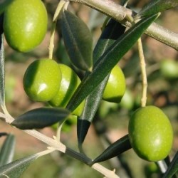 ΕΛΙΑ ΧΑΛΚΙΔΙΚΗΣ